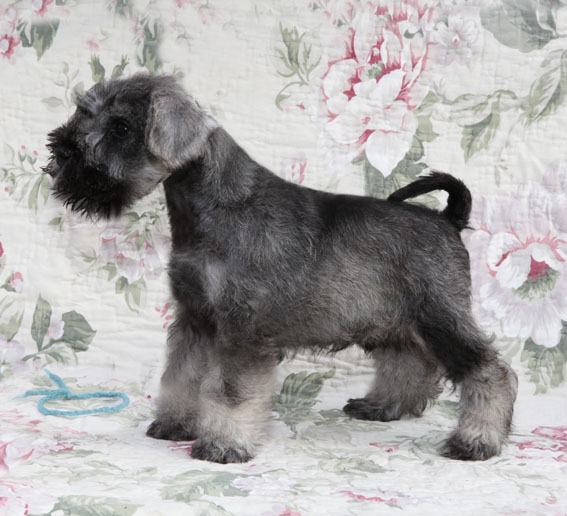 W-Wurf Peppersdegabritho Zwergschnauzer Peppersdegabritho Zwergschnauzer