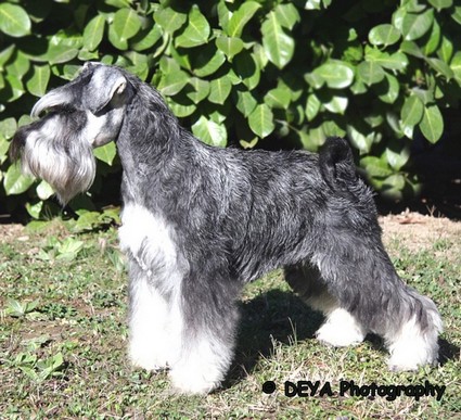 Krawuzi Peppersdegabritho: Peppersdegabritho - Zwergschnauzer / Miniature Schnauzer