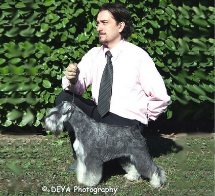 Krawuzi Peppersdegabritho: Peppersdegabritho - Zwergschnauzer / Miniature Schnauzer