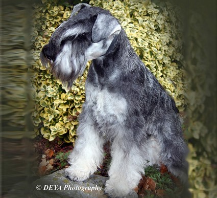 Krawuzi Peppersdegabritho: Peppersdegabritho - Zwergschnauzer / Miniature Schnauzer