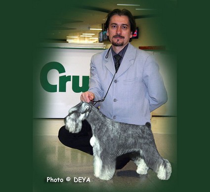 Krawuzi Peppersdegabritho: Peppersdegabritho - Zwergschnauzer / Miniature Schnauzer