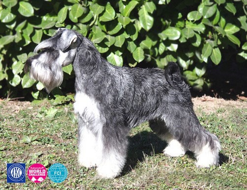 Peppersdegabritho Zwergschnauzer / Miniature Schnauzer