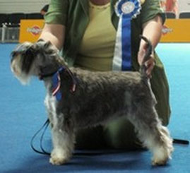 Granada De GabriTho: Peppersdegabritho - Zwergschnauzer / Miniature Schnauzer