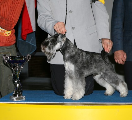 Peppersdegabritho Zwergschnauzer / Miniature Schnauzer