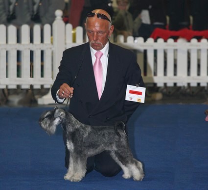 Peppersdegabritho Zwergschnauzer / Miniature Schnauzer