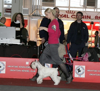 Peppersdegabritho Zwergschnauzer / Miniature Schnauzer