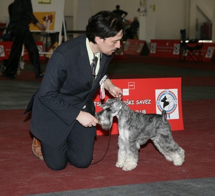 Krawuzi Peppersdegabritho: Peppersdegabritho - Zwergschnauzer / Miniature Schnauzer