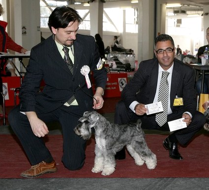 Krawuzi Peppersdegabritho: Peppersdegabritho - Zwergschnauzer / Miniature Schnauzer