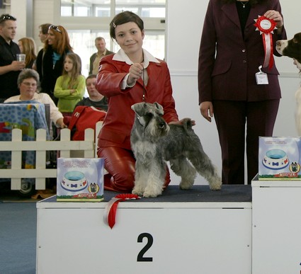 Krawuzi Peppersdegabritho: Peppersdegabritho - Zwergschnauzer / Miniature Schnauzer