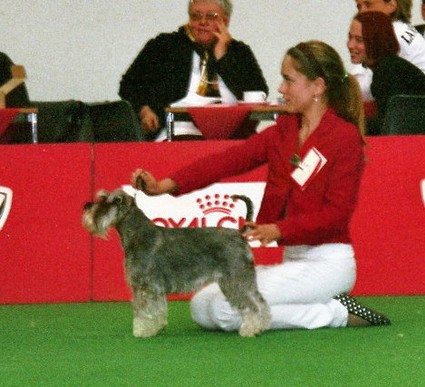 Peppersdegabritho Zwergschnauzer / Miniature Schnauzer
