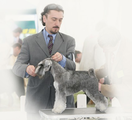 Peppersdegabritho Zwergschnauzer / Miniature Schnauzer