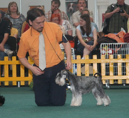 Peppersdegabritho Zwergschnauzer / Miniature Schnauzer