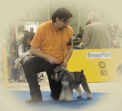 Peppersdegabritho Zwergschnauzer / Miniature Schnauzer