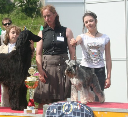 Krawuzi Peppersdegabritho: Peppersdegabritho - Zwergschnauzer / Miniature Schnauzer
