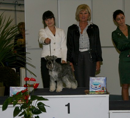 Peppersdegabritho Zwergschnauzer / Miniature Schnauzer