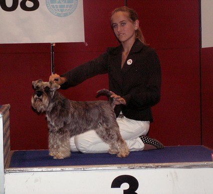 Granada De GabriTho: Peppersdegabritho - Zwergschnauzer / Miniature Schnauzer