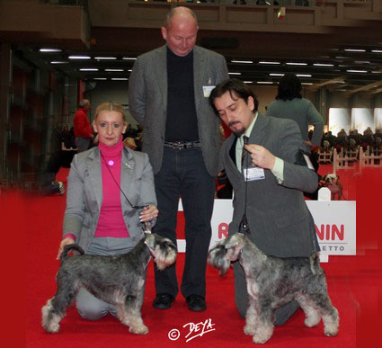 Krawuzi Peppersdegabritho: Peppersdegabritho - Zwergschnauzer / Miniature Schnauzer