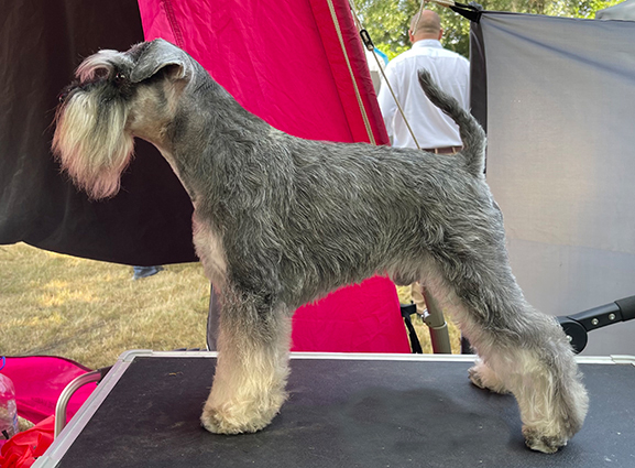 Ezüst Granit Vagabond at Peppergabito: Peppersdegabritho - Zwergschnauzer / Miniature Schnauzer Ezüst Granit Vagabond at Peppergabito: Peppersdegabritho - Zwergschnauzer / Miniature Schnauzer