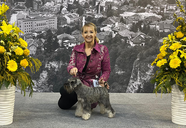 Peppergabito Adorable: Peppersdegabritho - Zwergschnauzer / Miniature Schnauzer Peppergabito Adorable: Peppersdegabritho - Zwergschnauzer / Miniature Schnauzer