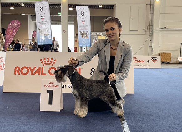 Victory Super Man Cori Celesti Peppergabito: Peppersdegabritho - Zwergschnauzer / Miniature Schnauzer Victory Super Man Cori Celesti Peppergabito: Peppersdegabritho - Zwergschnauzer / Miniature Schnauzer