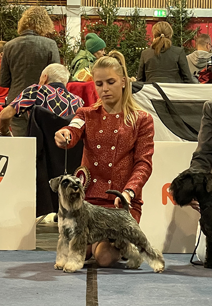 Victory Super Man Cori Celesti Peppergabito: Peppersdegabritho - Zwergschnauzer / Miniature Schnauzer Victory Super Man Cori Celesti Peppergabito: Peppersdegabritho - Zwergschnauzer / Miniature Schnauzer
