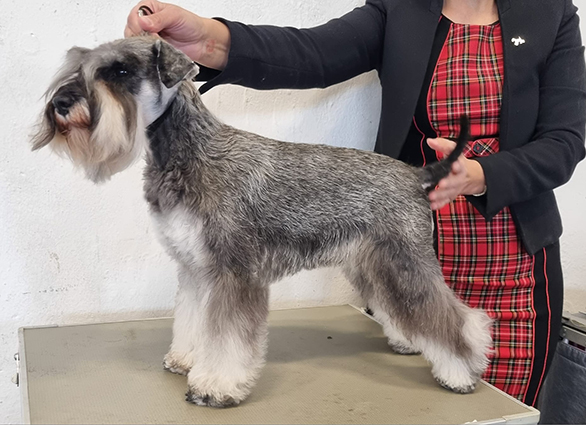 Clarabella Peppersdegabritho: Peppersdegabritho - Zwergschnauzer / Miniature Schnauzer Clarabella Peppersdegabritho: Peppersdegabritho - Zwergschnauzer / Miniature Schnauzer
