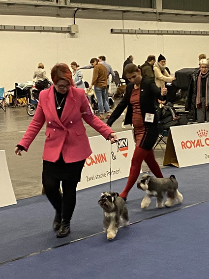 Victory Super Man Cori Celesti Peppergabito: Peppersdegabritho - Zwergschnauzer / Miniature Schnauzer Victory Super Man Cori Celesti Peppergabito: Peppersdegabritho - Zwergschnauzer / Miniature Schnauzer