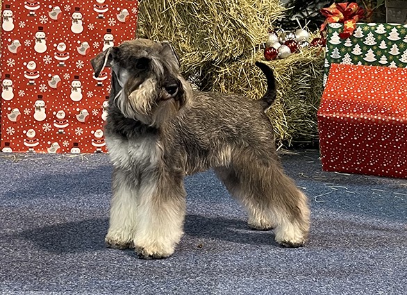 Clarabella Peppersdegabritho: Peppersdegabritho - Zwergschnauzer / Miniature Schnauzer Clarabella Peppersdegabritho: Peppersdegabritho - Zwergschnauzer / Miniature Schnauzer