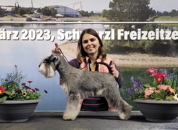 Clarabella Peppersdegabritho: Peppersdegabritho - Zwergschnauzer / Miniature Schnauzer Clarabella Peppersdegabritho: Peppersdegabritho - Zwergschnauzer / Miniature Schnauzer