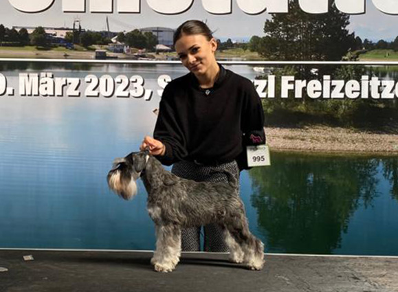 Victory Super Man Cori Celesti Peppergabito: Peppersdegabritho - Zwergschnauzer / Miniature Schnauzer Victory Super Man Cori Celesti Peppergabito: Peppersdegabritho - Zwergschnauzer / Miniature Schnauzer