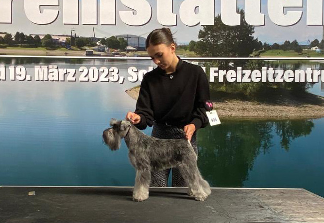 Peppergabito Adorable: Peppersdegabritho - Zwergschnauzer / Miniature Schnauzer Peppergabito Adorable: Peppersdegabritho - Zwergschnauzer / Miniature Schnauzer