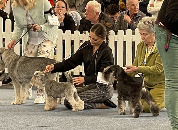 Ugly Betty Peppersdegabritho: Peppersdegabritho - Zwergschnauzer / Miniature Schnauzer Ugly Betty Peppersdegabritho: Peppersdegabritho - Zwergschnauzer / Miniature Schnauzer