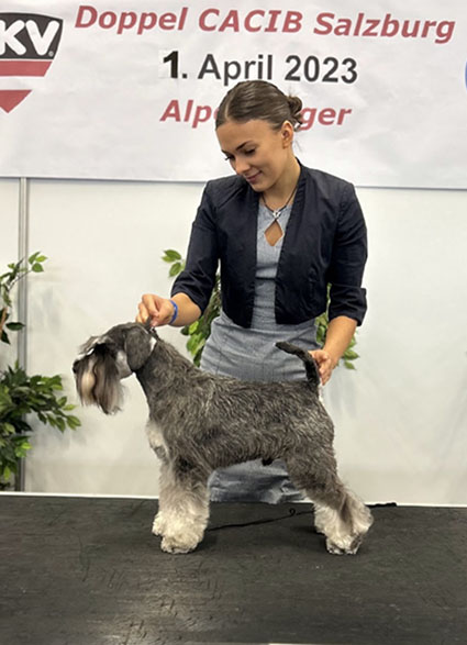 Victory Super Man Cori Celesti Peppergabito: Peppersdegabritho - Zwergschnauzer / Miniature Schnauzer Victory Super Man Cori Celesti Peppergabito: Peppersdegabritho - Zwergschnauzer / Miniature Schnauzer