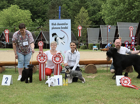 Clarabella Peppersdegabritho: Peppersdegabritho - Zwergschnauzer / Miniature Schnauzer Clarabella Peppersdegabritho: Peppersdegabritho - Zwergschnauzer / Miniature Schnauzer