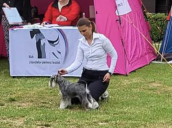 Clarabella Peppersdegabritho: Peppersdegabritho - Zwergschnauzer / Miniature Schnauzer Clarabella Peppersdegabritho: Peppersdegabritho - Zwergschnauzer / Miniature Schnauzer