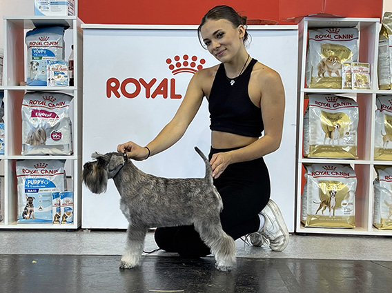 Peppergabito Adorable: Peppersdegabritho - Zwergschnauzer / Miniature Schnauzer Peppergabito Adorable: Peppersdegabritho - Zwergschnauzer / Miniature Schnauzer