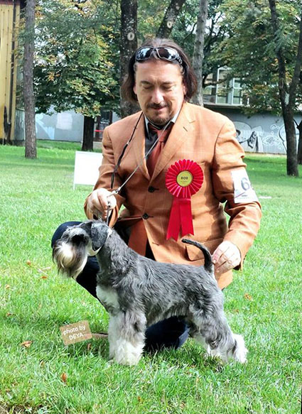 Victory Super Man Cori Celesti Peppergabito: Peppersdegabritho - Zwergschnauzer / Miniature Schnauzer Victory Super Man Cori Celesti Peppergabito: Peppersdegabritho - Zwergschnauzer / Miniature Schnauzer