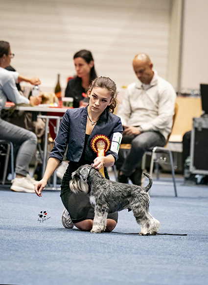 Victory Super Man Cori Celesti Peppergabito: Peppersdegabritho - Zwergschnauzer / Miniature Schnauzer Victory Super Man Cori Celesti Peppergabito: Peppersdegabritho - Zwergschnauzer / Miniature Schnauzer