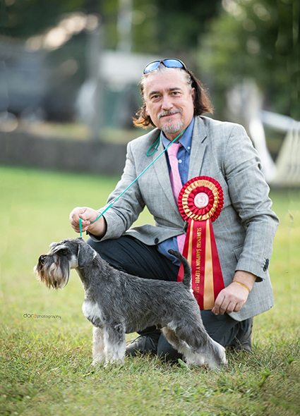 Victory Super Man Cori Celesti Peppergabito: Peppersdegabritho - Zwergschnauzer / Miniature Schnauzer Victory Super Man Cori Celesti Peppergabito: Peppersdegabritho - Zwergschnauzer / Miniature Schnauzer