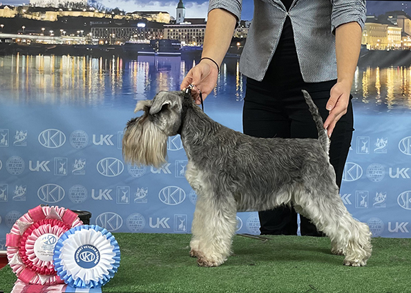 Ugly Betty Peppersdegabritho: Peppersdegabritho - Zwergschnauzer / Miniature Schnauzer Ugly Betty Peppersdegabritho: Peppersdegabritho - Zwergschnauzer / Miniature Schnauzer