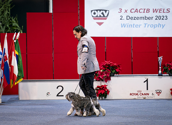 Victory Super Man Cori Celesti Peppergabito: Peppersdegabritho - Zwergschnauzer / Miniature Schnauzer Victory Super Man Cori Celesti Peppergabito: Peppersdegabritho - Zwergschnauzer / Miniature Schnauzer