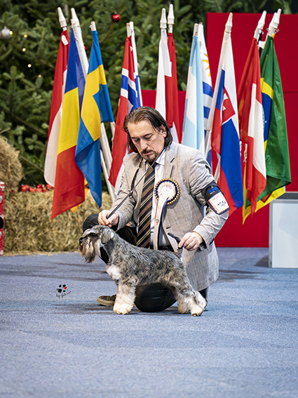 Victory Super Man Cori Celesti Peppergabito: Peppersdegabritho - Zwergschnauzer / Miniature Schnauzer Victory Super Man Cori Celesti Peppergabito: Peppersdegabritho - Zwergschnauzer / Miniature Schnauzer