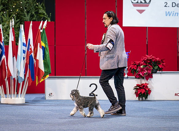 Victory Super Man Cori Celesti Peppergabito: Peppersdegabritho - Zwergschnauzer / Miniature Schnauzer Victory Super Man Cori Celesti Peppergabito: Peppersdegabritho - Zwergschnauzer / Miniature Schnauzer