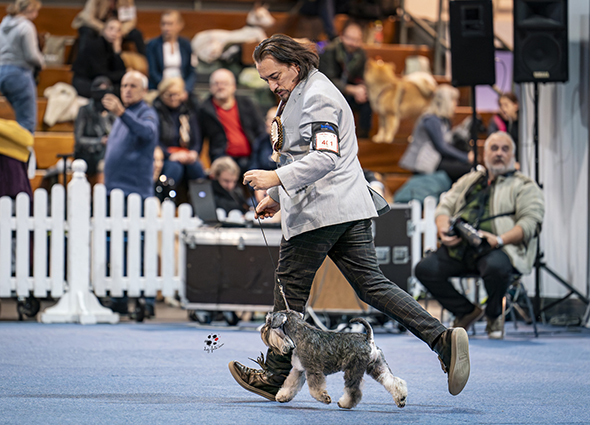 Victory Super Man Cori Celesti Peppergabito: Peppersdegabritho - Zwergschnauzer / Miniature Schnauzer Victory Super Man Cori Celesti Peppergabito: Peppersdegabritho - Zwergschnauzer / Miniature Schnauzer