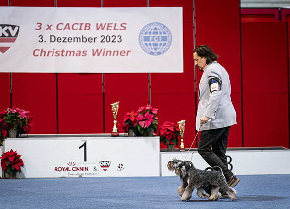 Victory Super Man Cori Celesti Peppergabito: Peppersdegabritho - Zwergschnauzer / Miniature Schnauzer Victory Super Man Cori Celesti Peppergabito: Peppersdegabritho - Zwergschnauzer / Miniature Schnauzer