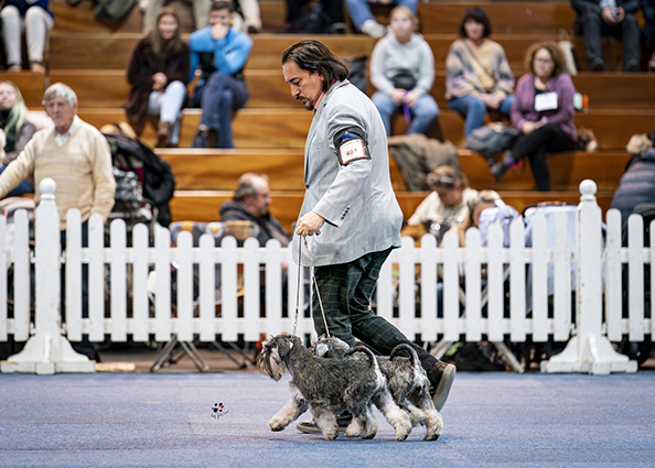 Victory Super Man Cori Celesti Peppergabito: Peppersdegabritho - Zwergschnauzer / Miniature Schnauzer Victory Super Man Cori Celesti Peppergabito: Peppersdegabritho - Zwergschnauzer / Miniature Schnauzer