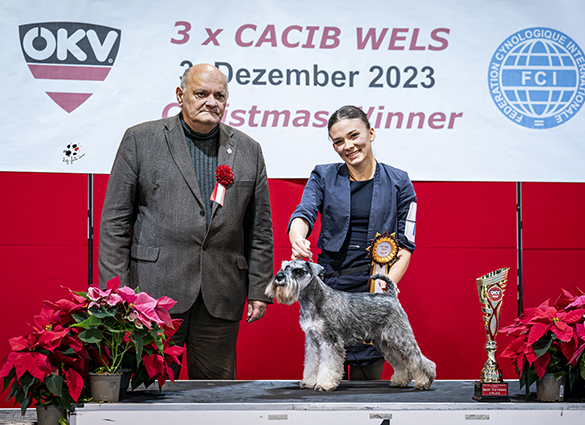 Rock The Boat Peppersdegabritho: Peppersdegabritho - Zwergschnauzer / Miniature Schnauzer Rock The Boat Peppersdegabritho: Peppersdegabritho - Zwergschnauzer / Miniature Schnauzer