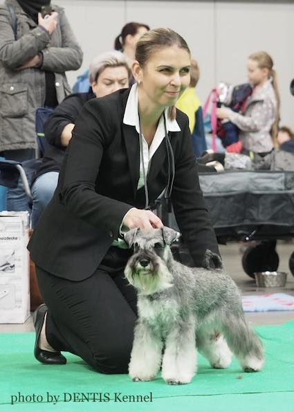 Clarabella Peppersdegabritho: Peppersdegabritho - Zwergschnauzer / Miniature Schnauzer Clarabella Peppersdegabritho: Peppersdegabritho - Zwergschnauzer / Miniature Schnauzer