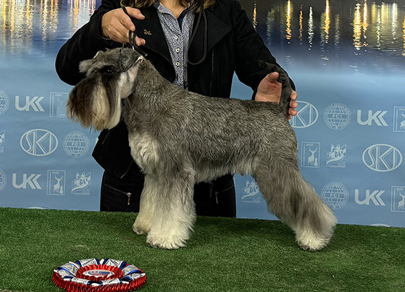 Clarabella Peppersdegabritho: Peppersdegabritho - Zwergschnauzer / Miniature Schnauzer Clarabella Peppersdegabritho: Peppersdegabritho - Zwergschnauzer / Miniature Schnauzer