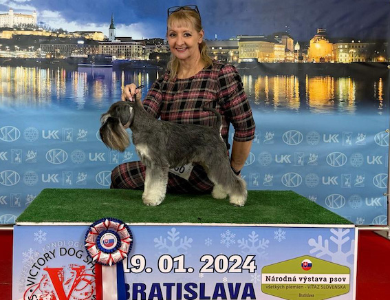 Clarabella Peppersdegabritho: Peppersdegabritho - Zwergschnauzer / Miniature Schnauzer Clarabella Peppersdegabritho: Peppersdegabritho - Zwergschnauzer / Miniature Schnauzer